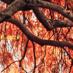 账号代购平台的在线手机号接收